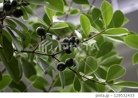 キミノバンジロウ キミノバンジロウ 129532433