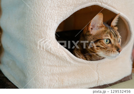 ペットハウスに入る猫（ベンガルキャット） 129532456