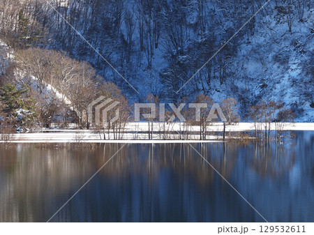 冬の裏磐梯、秋元湖。凍結しない青い湖面に木立が映り込み、印象的で綺麗だ。 冬の裏磐梯、秋元湖。凍結しない青い湖面に木立が映り込み、印象的で綺麗だ。 129532611