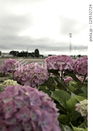 紫陽花が咲く田舎の風景 129532724