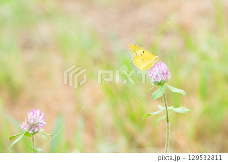 レッドクローバーの花の蜜を吸うモンキチョウ 129532811