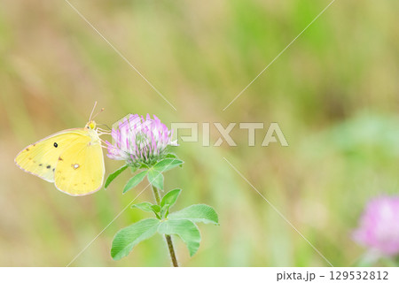アカツメクサの花の蜜を吸うモンキチョウ 129532812