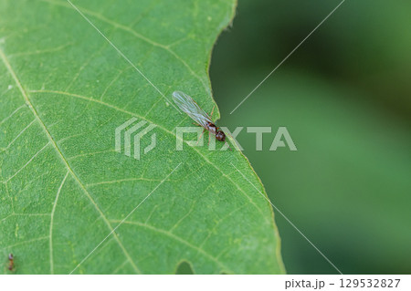 ハネアリ 129532827