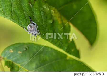 キマダラカメムシ幼虫 129532831