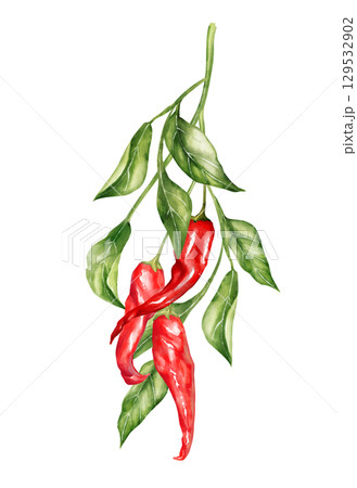 Hand-drawn illustration featuring a cluster of red chili peppers with green leaves on a branch. Perfect for spicy food packaging, kitchen decor, or vibrant culinary designs Hand-drawn illustration featuring a cluster of red chili peppers with green leaves on a branch. Perfect for spicy food packaging, kitchen decor, or vibrant culinary designs 129532902
