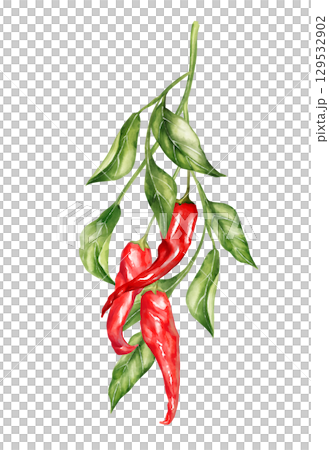 Hand-drawn illustration featuring a cluster of red chili peppers with green leaves on a branch. Perfect for spicy food packaging, kitchen decor, or vibrant culinary designs Hand-drawn illustration featuring a cluster of red chili peppers with green leaves on a branch. Perfect for spicy food packaging, kitchen decor, or vibrant culinary designs 129532902