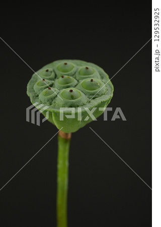 茶碗蓮の花托20250801 茶碗蓮の花托20250801 129532925