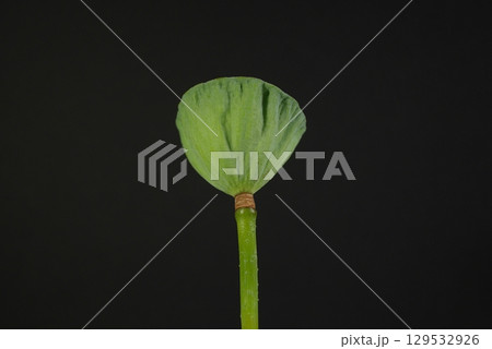 茶碗蓮の花托20250802 129532926