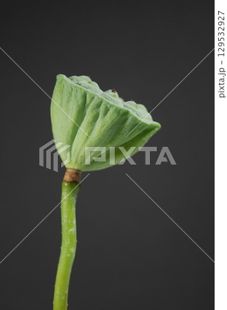 茶碗蓮の花托20250803 茶碗蓮の花托20250803 129532927