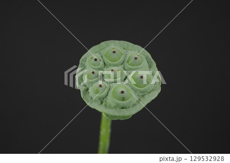 茶碗蓮の花托20250804 129532928