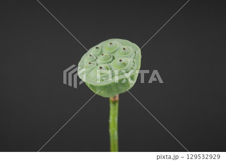 茶碗蓮の花托20250805 茶碗蓮の花托20250805 129532929