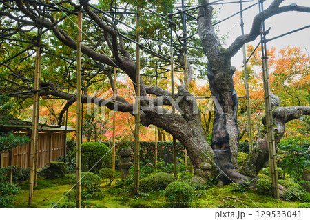大原　宝泉院　五葉松（五葉の松）京都府京都市左京区　 129533041