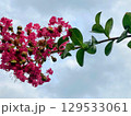 百日紅とバッタ 129533061