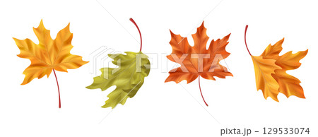 Realistic maple leaf collection Realistic maple leaf collection 129533074