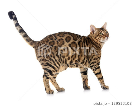 bengal cat in studio bengal cat in studio 129533108