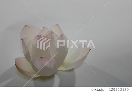 茶碗蓮の切り花（夜）20250803 129533189