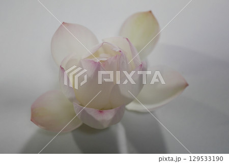 茶碗蓮の切り花（夜）20250804 129533190