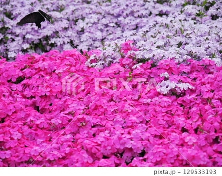 芝桜とジャコウアゲハの求愛 129533193