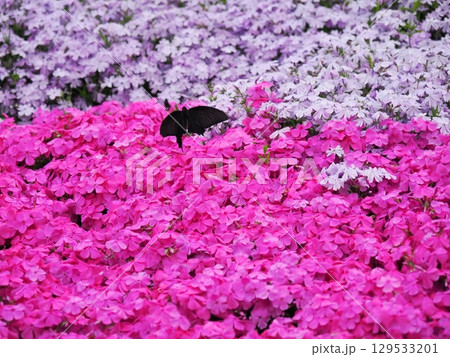 芝桜とジャコウアゲハの求愛 芝桜とジャコウアゲハの求愛 129533201