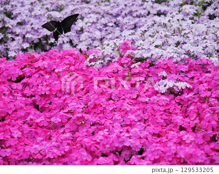 芝桜とジャコウアゲハの求愛 芝桜とジャコウアゲハの求愛 129533205