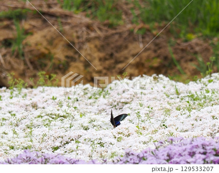 芝桜とジャコウアゲハの求愛 芝桜とジャコウアゲハの求愛 129533207