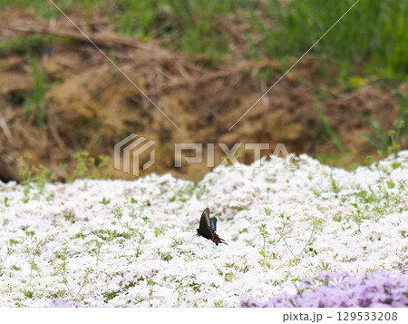 芝桜とジャコウアゲハの求愛 芝桜とジャコウアゲハの求愛 129533208