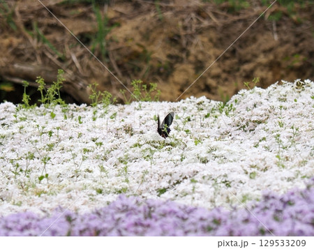 芝桜とジャコウアゲハの求愛 芝桜とジャコウアゲハの求愛 129533209