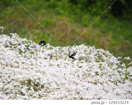 芝桜とジャコウアゲハの求愛 芝桜とジャコウアゲハの求愛 129533224
