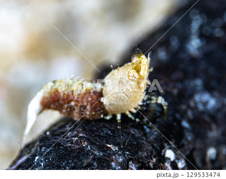 サシミシュリンプ 129533474