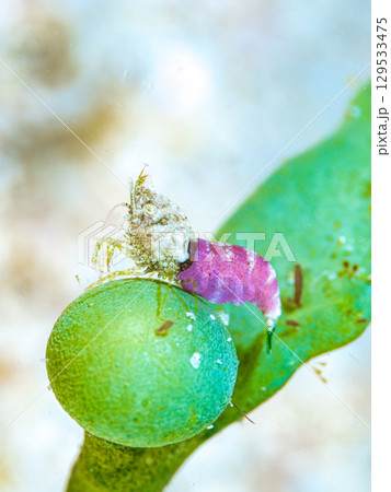 サシミシュリンプ 129533475