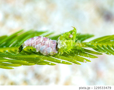 サシミシュリンプ サシミシュリンプ 129533479