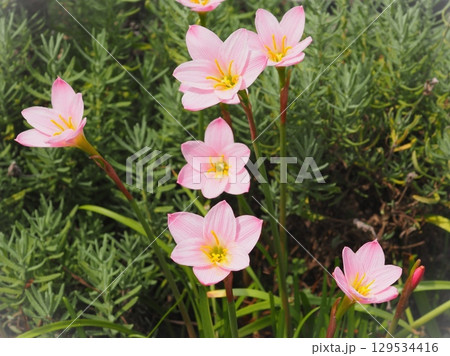 ラベンダーの手前にあるタマスダレの花々（20250813143508） 129534416