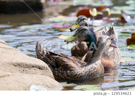 睡蓮池の鴨三兄弟 129534621