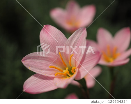 妖艶に輝くタマスダレ（20250813143613） 129534834