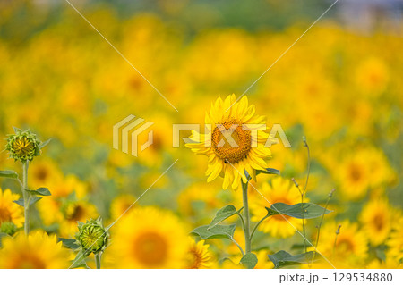 太陽に向かって 129534880