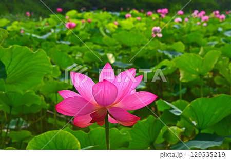光と影が造る蓮の花の美しさ 光と影が造る蓮の花の美しさ 129535219