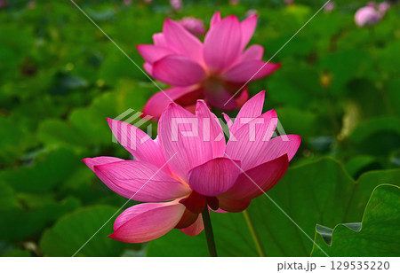 光と影が造る蓮の花の美しさ 129535220