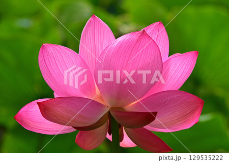 光と影が造る蓮の花の美しさ 129535222
