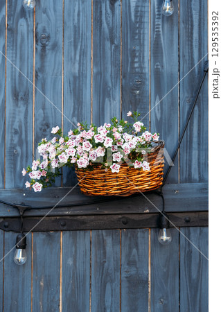 Wicker basket filled with pink and white petunias mounted on a blue wooden wall with string lights. Garden aesthetics, rustic decor, handmade planter, outdoor styling Wicker basket filled with pink and white petunias mounted on a blue wooden wall with string lights. Garden aesthetics, rustic decor, handmade planter, outdoor styling 129535392