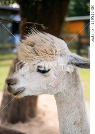 Side profile of a white alpaca with fluffy fur standing calmly under a tree on a sunny day. Animal therapy, yoga with alpacas, mindful travel, wellness tourism Side profile of a white alpaca with fluffy fur standing calmly under a tree on a sunny day. Animal therapy, yoga with alpacas, mindful travel, wellness tourism 129535486