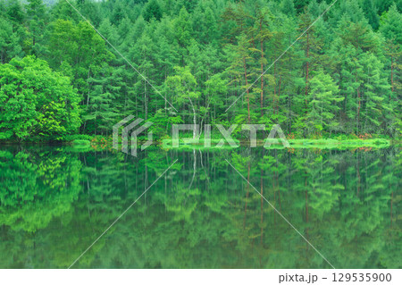 長野_御射鹿池の新緑絶景風景 129535900
