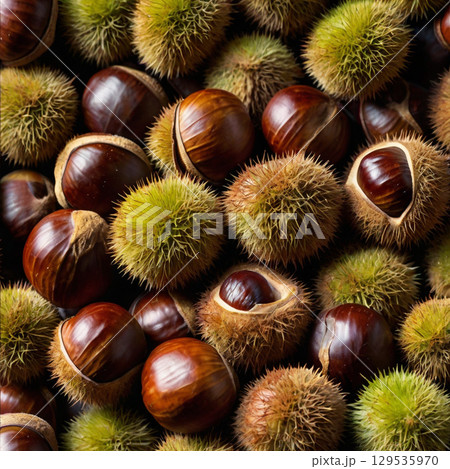 たくさんのいが栗 たくさんのいが栗 129535970