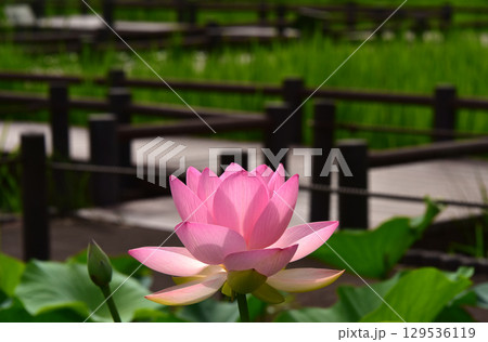 光と影が造る蓮の花の美しさ 129536119