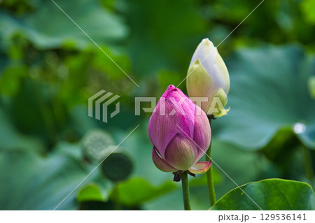 蓮の花のある風景 129536141