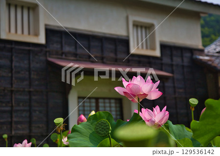蓮の花のある風景 蓮の花のある風景 129536142