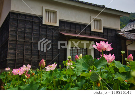 蓮の花のある風景 129536143