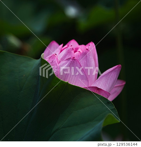 蓮の花のある風景 129536144