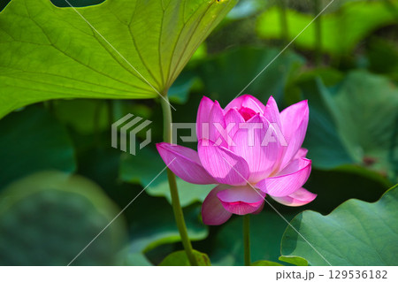 蓮の花のある風景 129536182