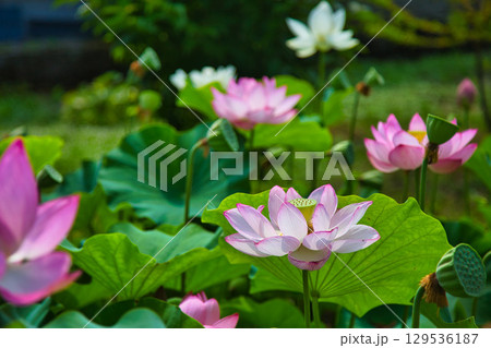 蓮の花のある風景 蓮の花のある風景 129536187