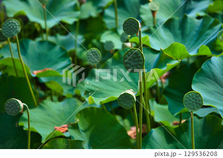 蓮の花のある風景 蓮の花のある風景 129536208